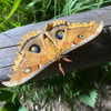 amellliiaa Altpins Profile Picture
