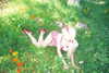 amellliiaa Altpins Profile Picture