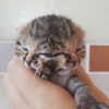 amibp_ Altpins Profile Picture