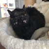 amibp_ Altpins Profile Picture