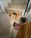amyeett Altpins Profile Picture