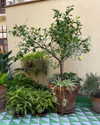anaferflores Altpins Profile Picture