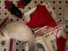 anaferflores Altpins Profile Picture
