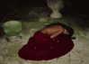 anaferflores Altpins Profile Picture