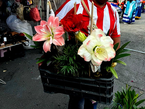 anaferflores instagram image archive image