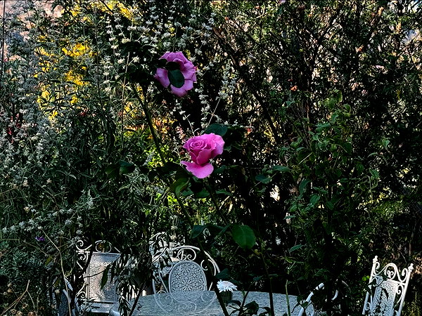 anaferflores instagram image archive image