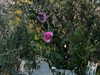 anaferflores Altpins Profile Picture