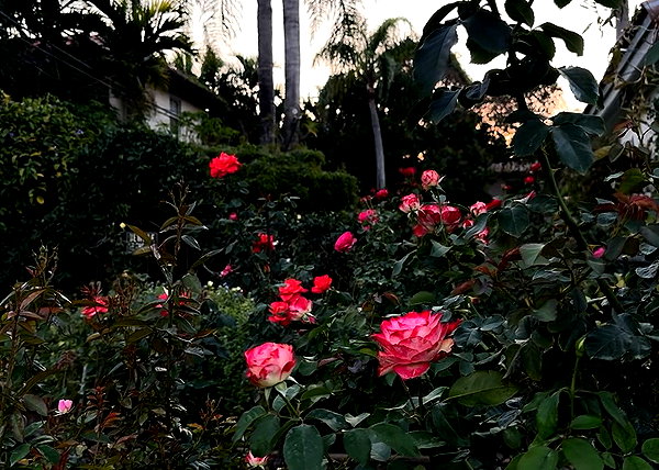anaferflores instagram image archive image