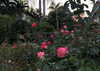 anaferflores Altpins Profile Picture