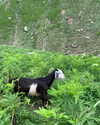 anatpetra Altpins Profile Picture