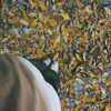 andifueente Altpins Profile Picture