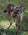 angelixstazzy Altpins Profile Picture