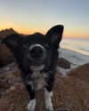 anika.wicks Altpins Profile Picture
