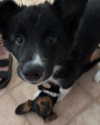 anika.wicks Altpins Profile Picture