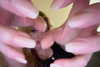 anika_braun__ Altpins Profile Picture