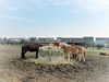 anika_braun__ Altpins Profile Picture