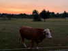 anika_braun__ Altpins Profile Picture