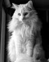 annaliese_bach Altpins Profile Picture