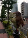 annazak12 Altpins Profile Picture