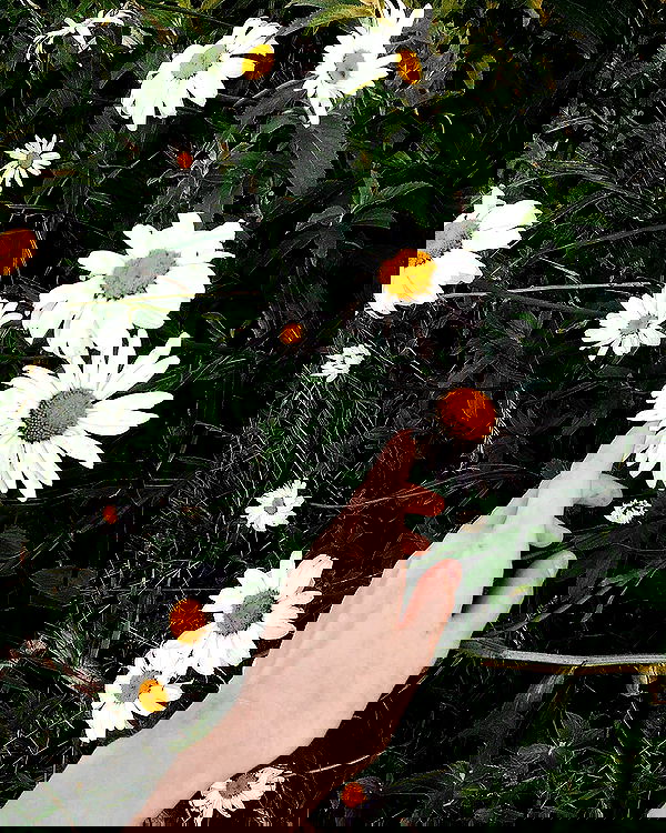 annfigma annfigma archive image