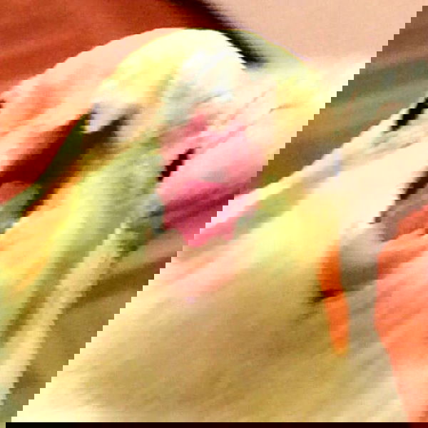 annfigma annfigma archive image