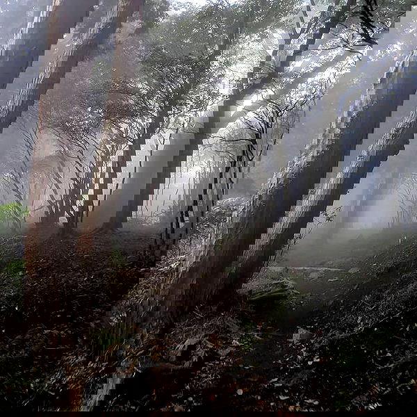 annfigma annfigma archive image