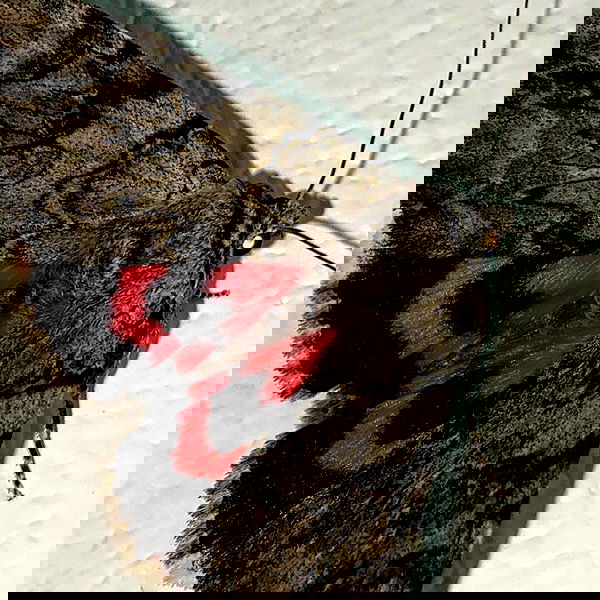 annfigma annfigma archive image