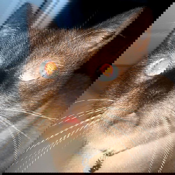 annfigma annfigma archive image