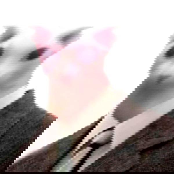 annfigma annfigma archive image