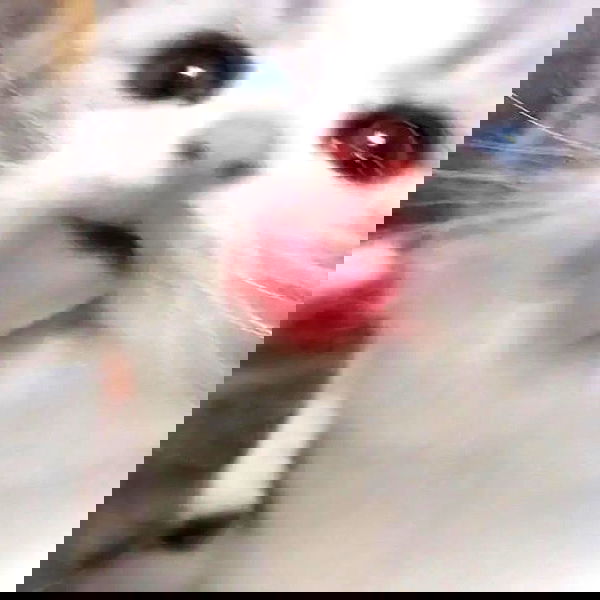 annfigma annfigma archive image