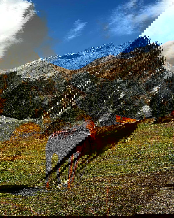 annfigma annfigma archive image