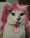arapoppyxox Altpins Profile Picture