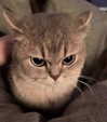 arapoppyxox Altpins Profile Picture