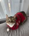 arapoppyxox Altpins Profile Picture