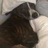 arianagrande Altpins Profile Picture