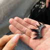 arianagrande Altpins Profile Picture