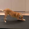 arianagrande Altpins Profile Picture