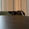 arianagrande Altpins Profile Picture
