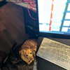arianagrande Altpins Profile Picture