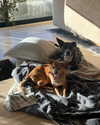arianagrande Altpins Profile Picture