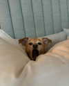 arianagrande Altpins Profile Picture