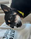 arianagrande Altpins Profile Picture