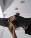 arigins________ Altpins Profile Picture