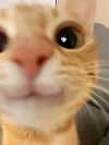 ashisbees Altpins Profile Picture