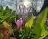 astalife.jpg Altpins Profile Picture