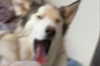 astarwbry_ Altpins Profile Picture