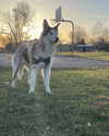 astarwbry_ Altpins Profile Picture