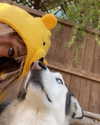 astarwbry_ Altpins Profile Picture
