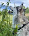 astarwbry_ Altpins Profile Picture