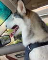 astarwbry_ Altpins Profile Picture